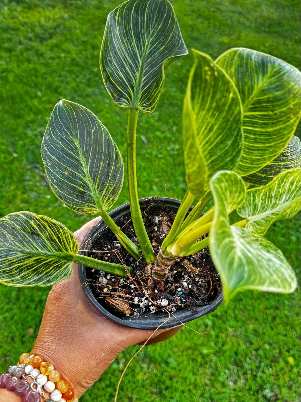 Philodendron Birkin Striped Green Houseplant - Green